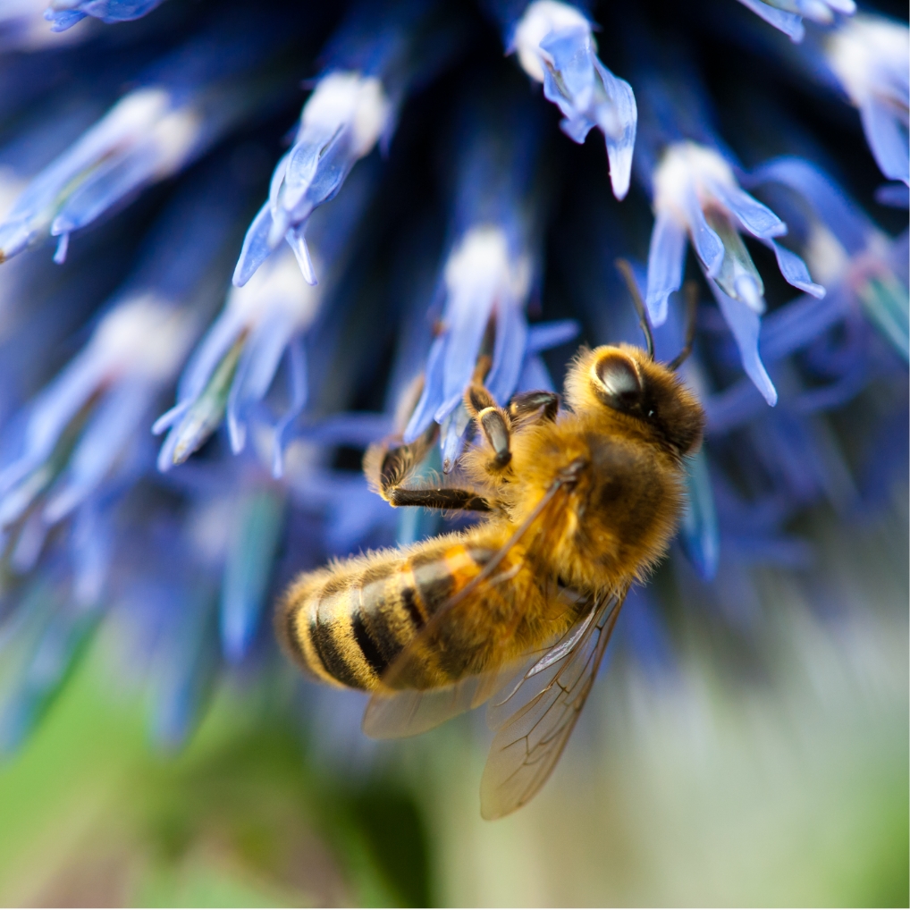 Bee-Purple-Flower