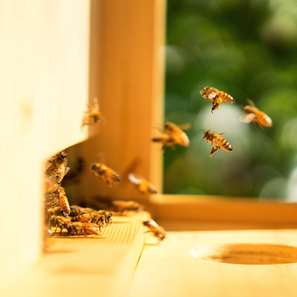 Beehive-wood