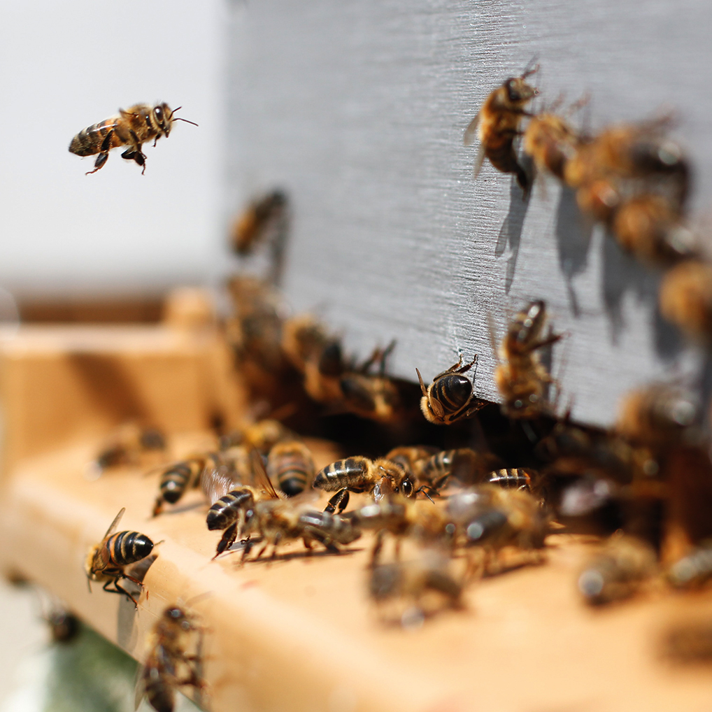 Beehive