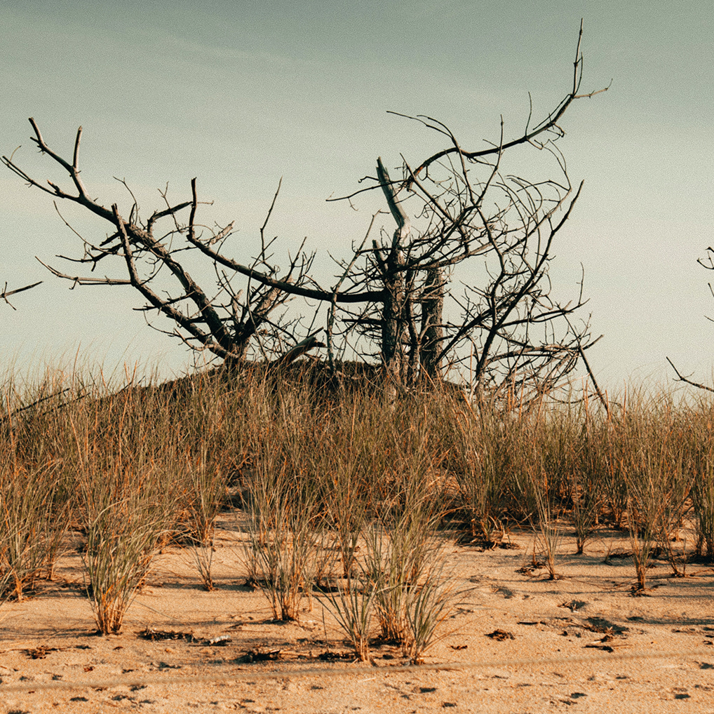 Dead-tree