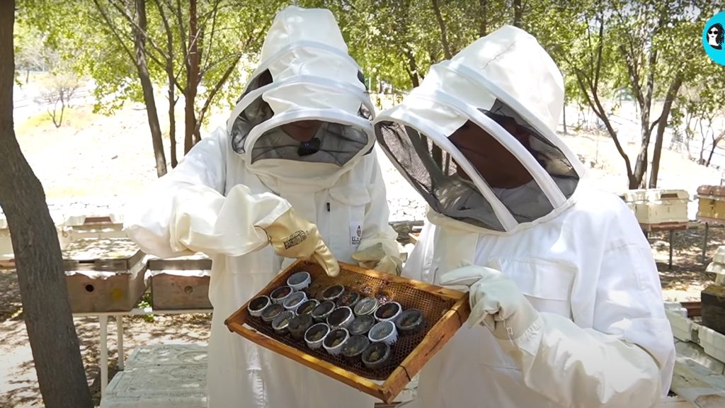 UAE's Biggest Bee Farm Owned By H.E Sheikh Saleem