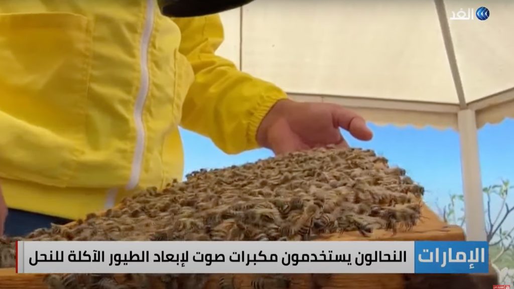 UAE | Genetic Modification of Queen Bees to Withstand Hot Weather Conditions