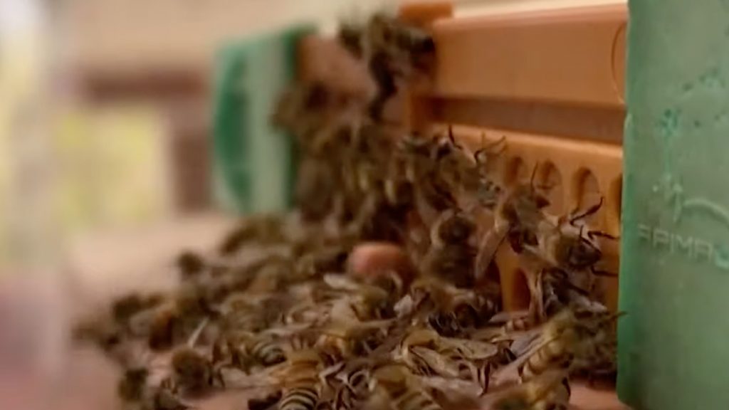 Genetic Modification of Queen Bees to Withstand High Temperatures in the UAE