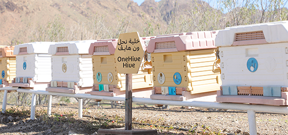 hive-adopt
