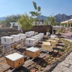 Royal jelly Production